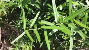 Ngỡ là cây dại ven đường, ai ngờ phần rễ bán tới 10 triệu/kg, vẫn có người mua