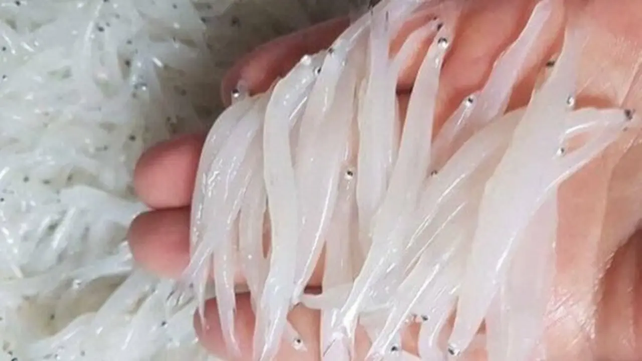 "Ngọc trong nước" độc nhất ở sông Đà, cực bổ dưỡng người già và trẻ nhỏ đều thích