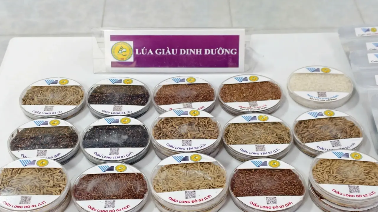 Ra mắt Hợp tác xã 'lúa mùa nổi' Vĩnh Gia và ký kết '4 nhà'