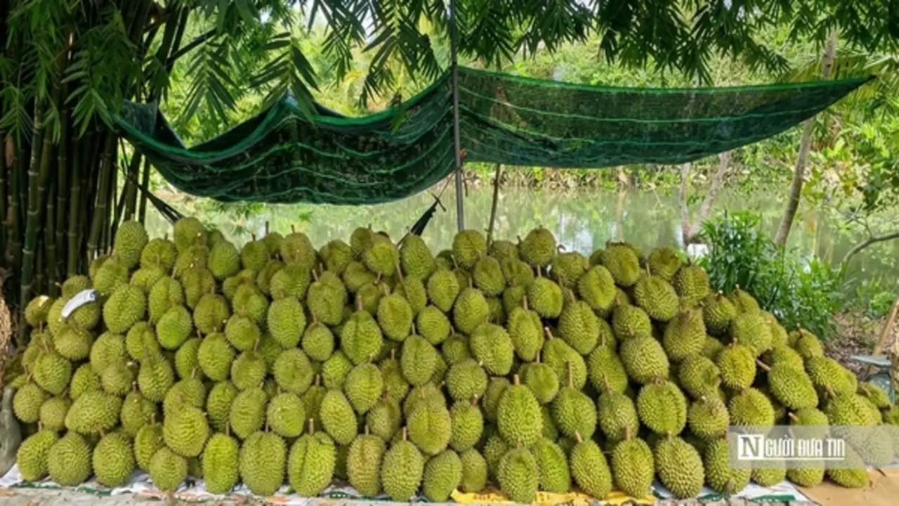Sầu riêng biến động khó lường, nhà vườn “đứng ngồi không yên”