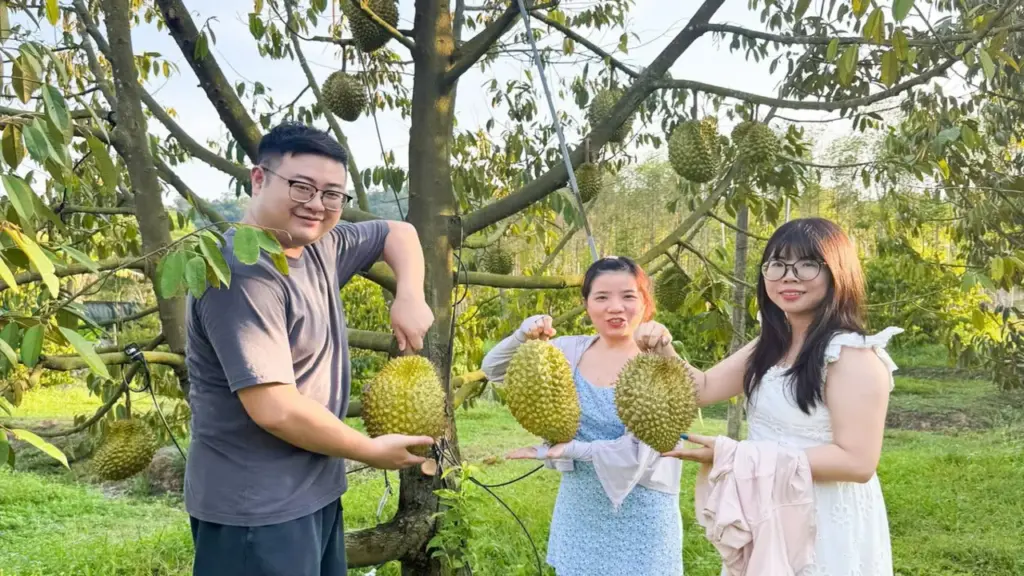 Sầu riêng ở đất đảo Phú Quốc giá cao, hút hàng