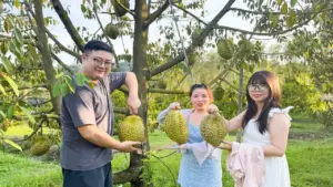 Sầu riêng ở đất đảo Phú Quốc giá cao, hút hàng