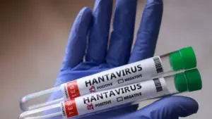 Số người nhiễm virus hanta gia tăng, đều thuộc biến thể lây từ người sang người