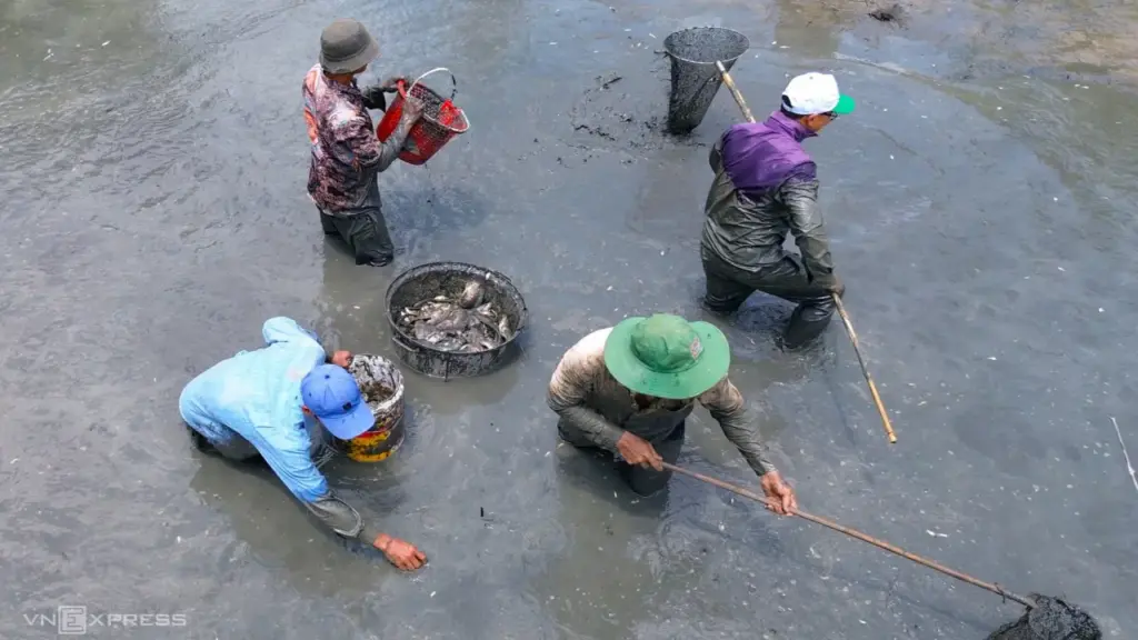 Tát đìa, bắt cá đồng ở Cà Mau