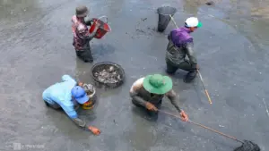 Tát đìa, bắt cá đồng ở Cà Mau