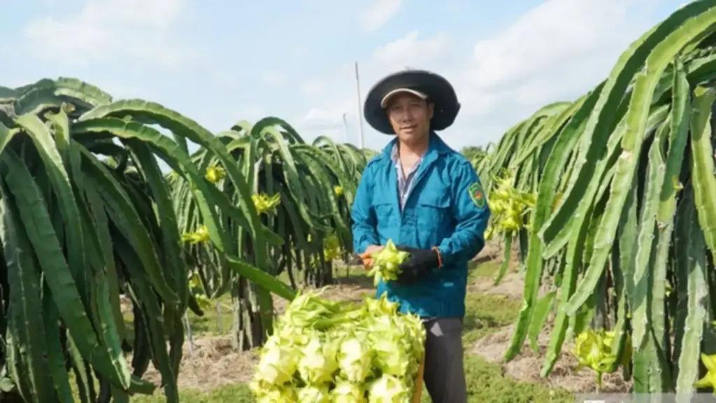 Thanh long Lâm Đồng trước "cuộc sát hạch" khốc liệt của thị trường toàn cầu