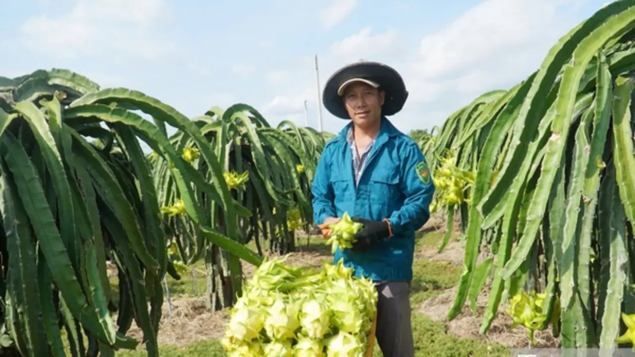 Thanh long Lâm Đồng trước "cuộc sát hạch" khốc liệt của thị trường toàn cầu