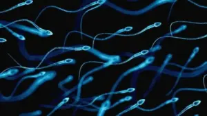 Thời điểm tinh trùng có chất lượng tốt nhất trong năm