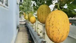 Thu hoạch gần một tạ quả từ vườn dưa trên ban công