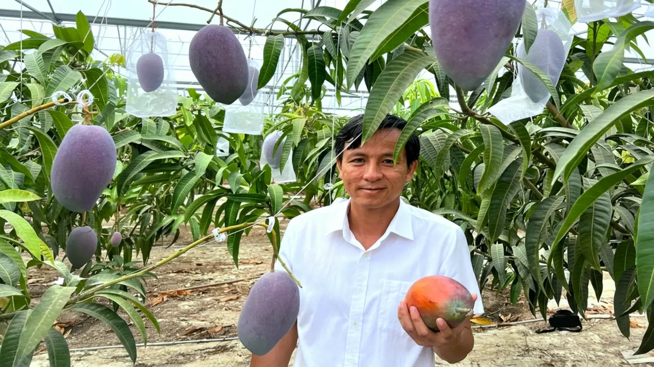 Trồng xoài Nhật trên đất thép Củ Chi: Hành trình nhiều năm đưa ‘trứng mặt trời’ bén rễ ở TP.HCM