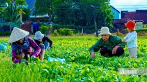 Về Thuận Nghĩa để nghe chuyện trồng rau trở thành chuyện du lịch
