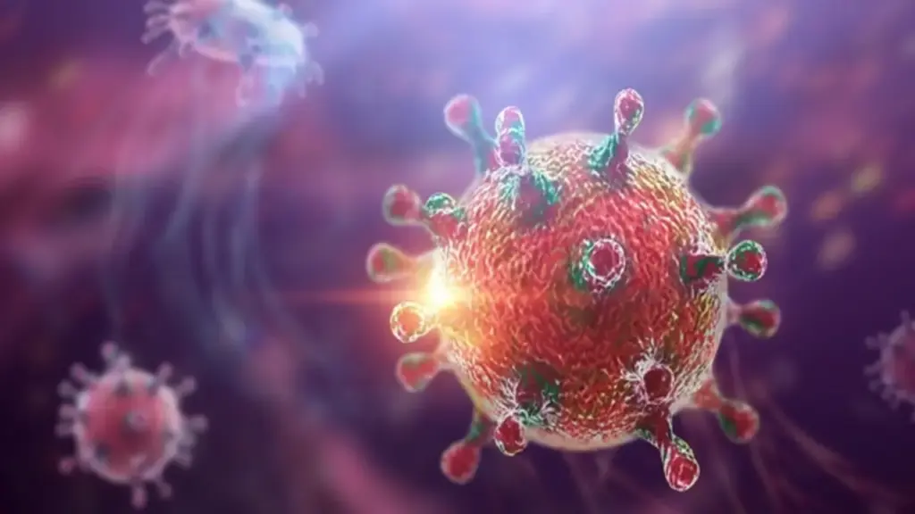 Việt Nam chưa ghi nhận ca mắc bệnh do virus Hanta, Bộ Y tế đưa ra 5 khuyến cáo