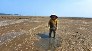 Vụ ngao chết hàng loạt: Nhiều năm tái diễn, gây thiệt hại cho người nuôi