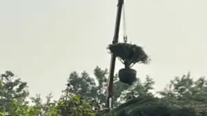 Vùng chè cổ thụ Biển Hồ bị 'rút ruột'