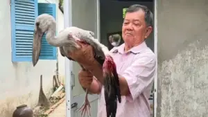 Vườn chim Hai Chìa kêu cứu: Lão nông 80 tuổi bất lực trước nạn săn bắt chim