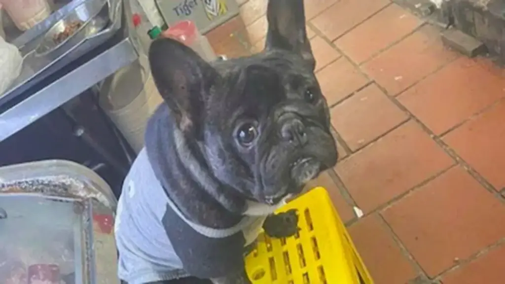 Vướng vòng lao lý vì lý do khó ngờ: Cướp lại chó Pitbull thất lạc